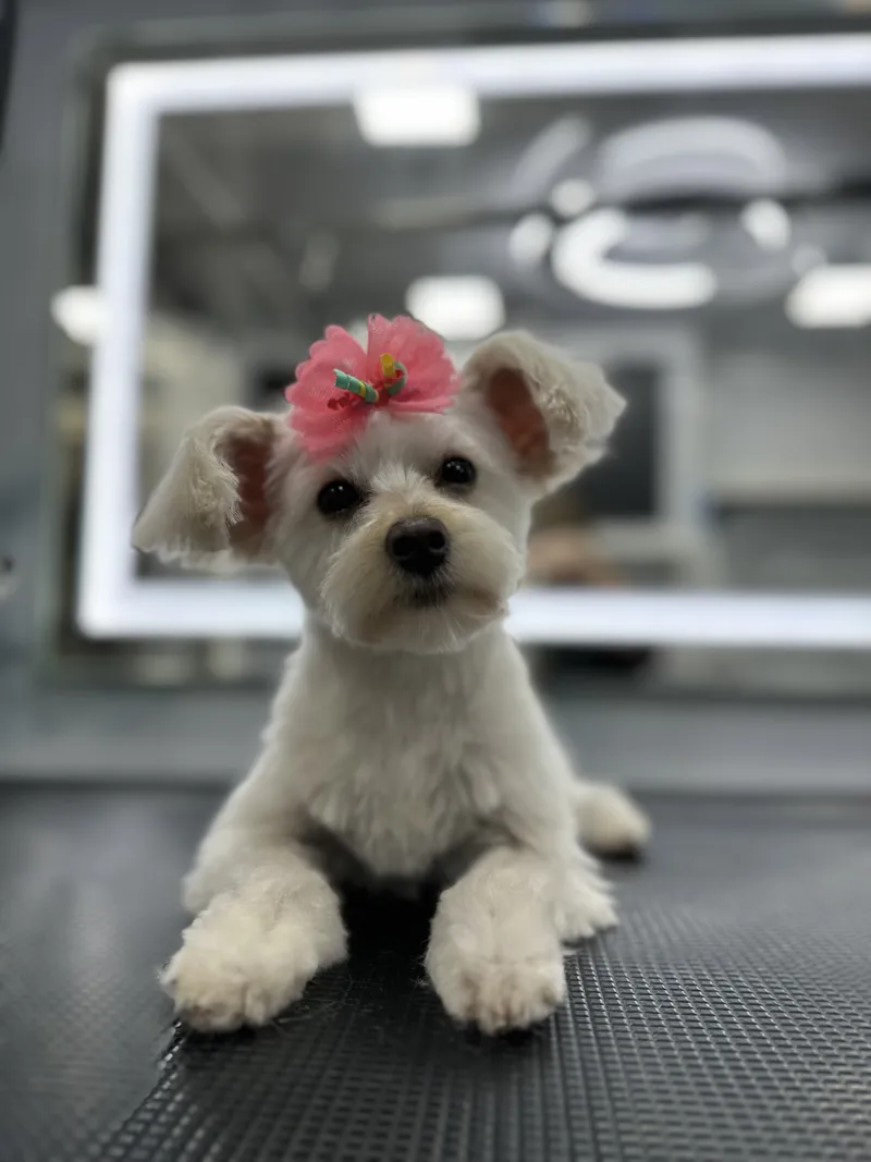 Groomed dog