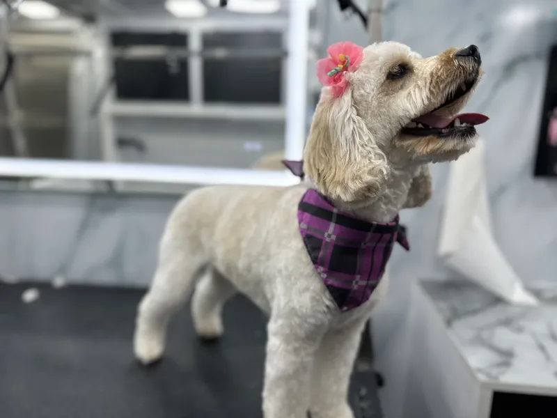 Groomed dog