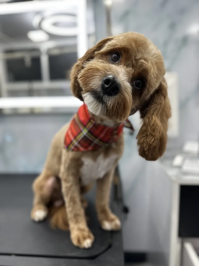 Groomed dog