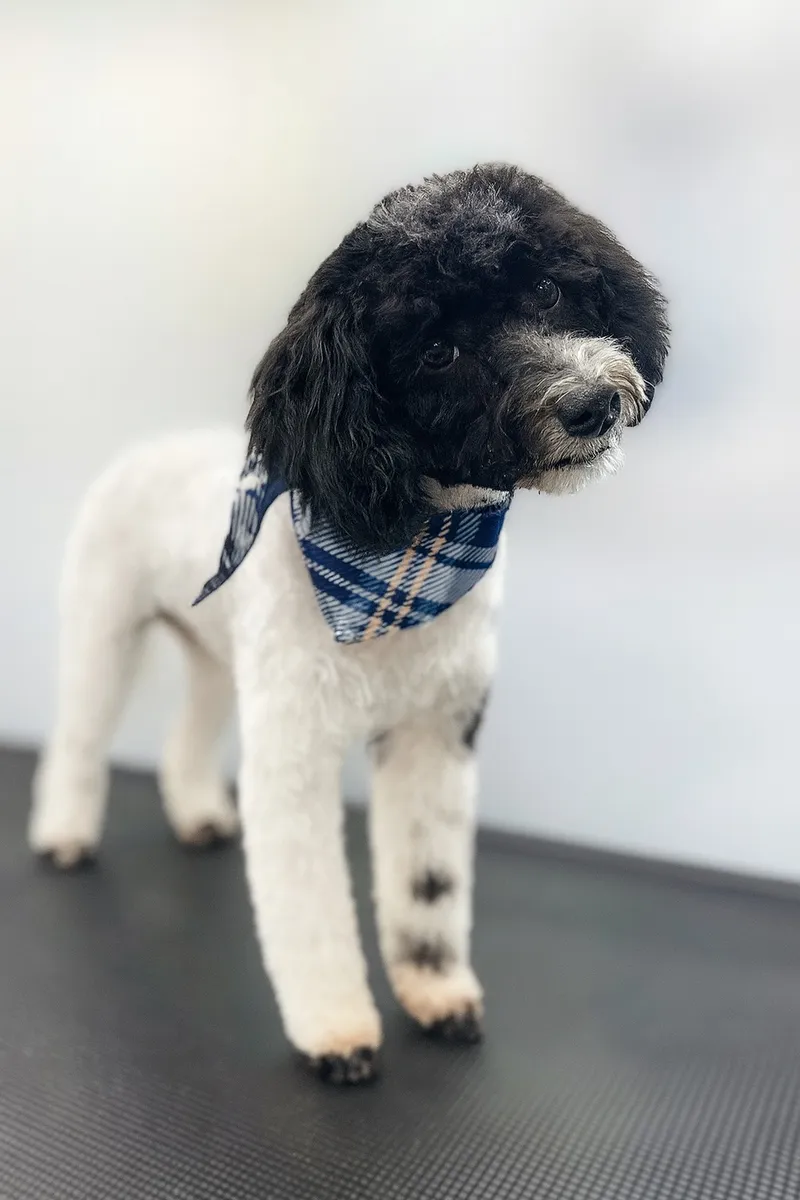 Groomed dog