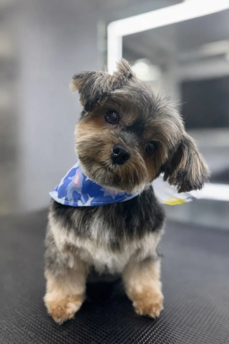 Groomed dog